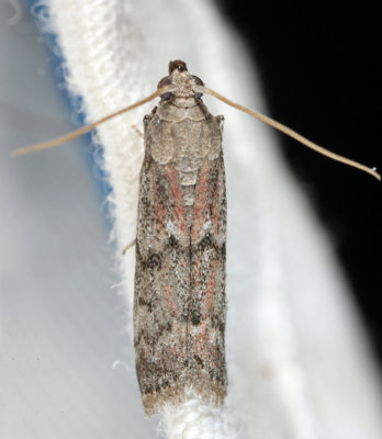 6007 – Dried Fruit Moth – Vitula edmandsii