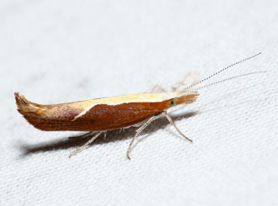2375 - Honeysuckle Moth - Ypsolopha dentella