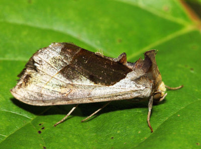 8897 – Green-patched Looper – Diachrysia balluca 