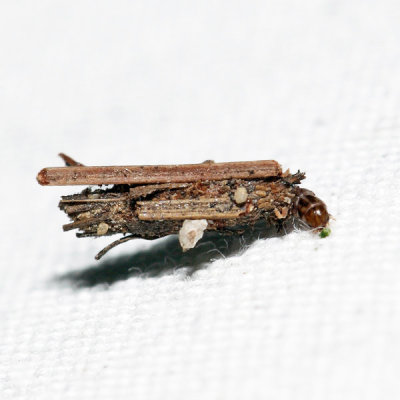 0437 - Common Bagworm - Psyche casta