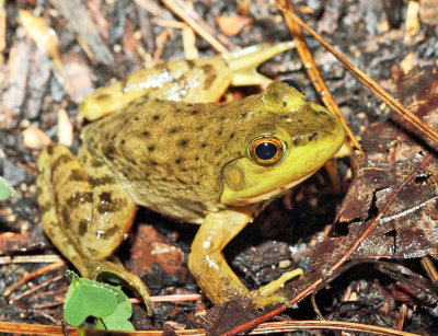 American Bullfrog - Rana catesbeiana