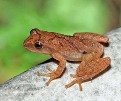 Spring Peeper - Pseudacris crucifer