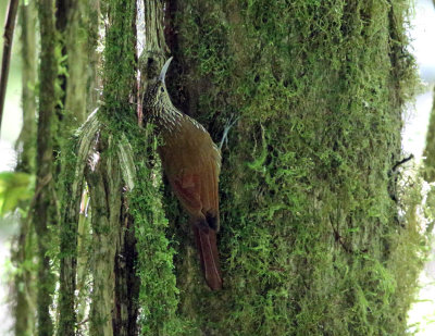 Spot-crowned Woodcreeper - Lepidocolaptes affinis