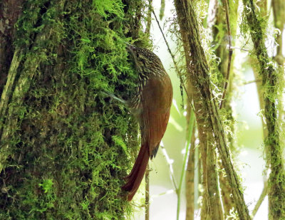 Spot-crowned Woodcreeper - Lepidocolaptes affinis