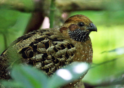 Spotted Wood-Quail - Odontophorus guttatus