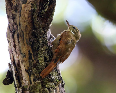 Plain Xenops - Xenops minutus