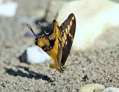  Thoas Swallowtail - Papilio thoas 