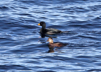 Black Scoters - Melanitta americana