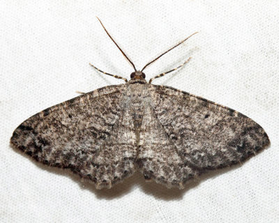 6620 - Canadian Melanolophia - Melanolophia canadaria
