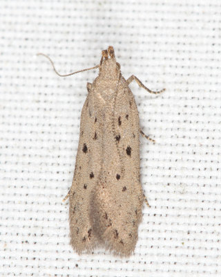 1852 - Ten-spotted Honeysuckle Moth - Athrips mouffetella