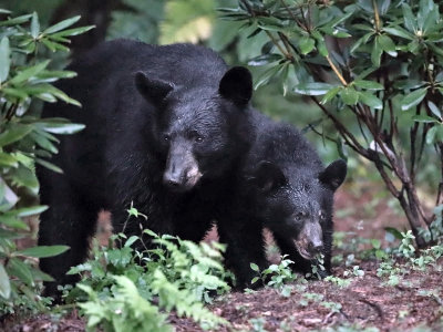Momma Black Bear & cub