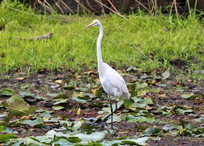 Great Egret - Ardea alba