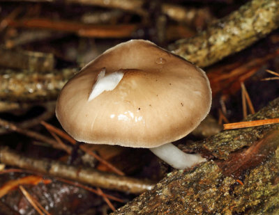 Pluteus cervinus (Deer Mushroom)