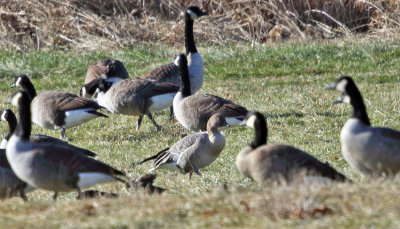 Pink-footed Goose - Anser brachyrhynchus