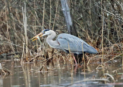 Great Blue Heron eating a pickerel