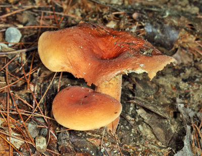 Lactarius corrugis