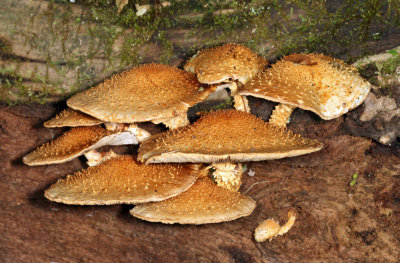 Leucopholiota decorosa