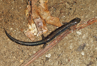 Red-backed (leadback) Salamander - Plethodon cinereus