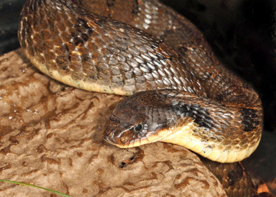 Eastern Hognose Snake - Heterodon platirhinos