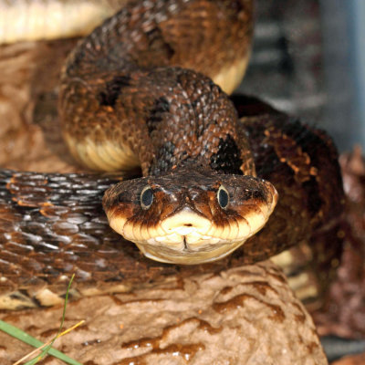 Eastern Hognose Snake - Heterodon platirhinos