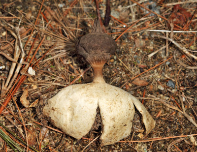 Geastrum Pectinatum Group