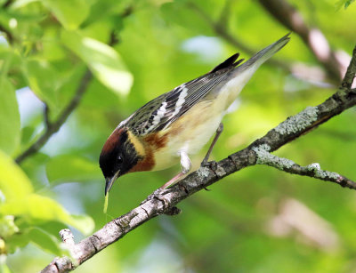 Bay-breasted Warbler - Setophaga castanea