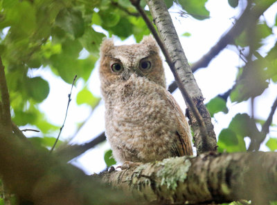 Eastern Screech Owlet - Megascops asio