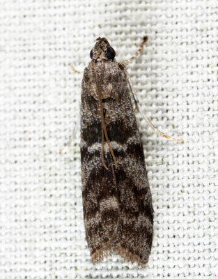 5818 - Tupelo Leaffolder - Actrix nyssaecolella