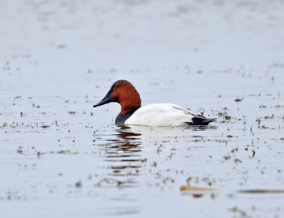 Canvasback - Aythya valisineria