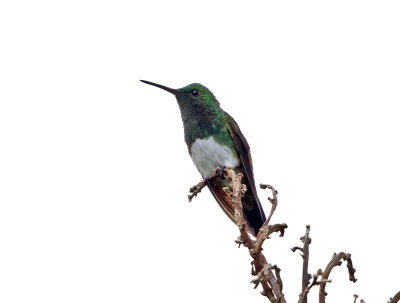 Snowy-bellied Hummingbird - Amazilia edward