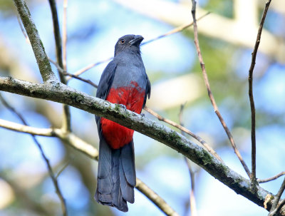 Slaty-tailed Trogon - Trogon massena (female)