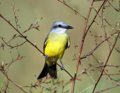 Tropical Kingbird - Tyrannus melancholicus