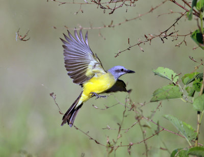 Tropical Kingbird - Tyrannus melancholicus