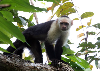 White-faced Capuchin - Cebus capucinus