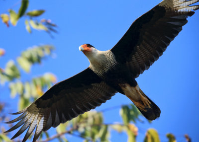 Crested Caracara - Caracara cheriway