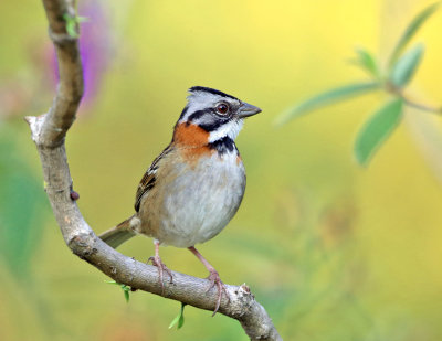 Rufous-collared Sparrow - Zonotrichia capensis