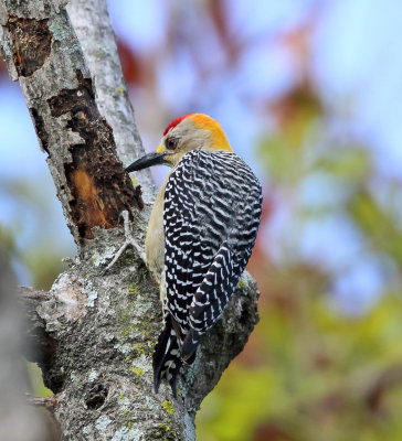 Hoffmann's Woodpecker - Melanerpes hoffmannii