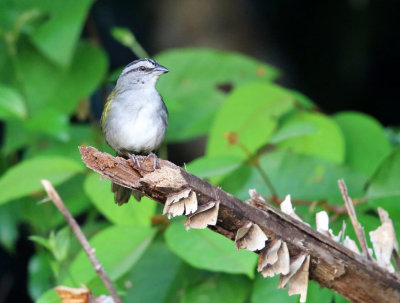 Black-striped Sparrow - Arremonops conirostris