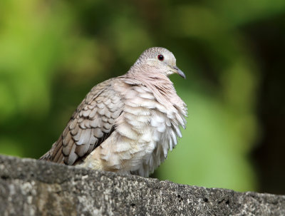 Inca Dove - Columbina inca