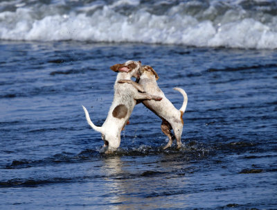 dogs in the surf