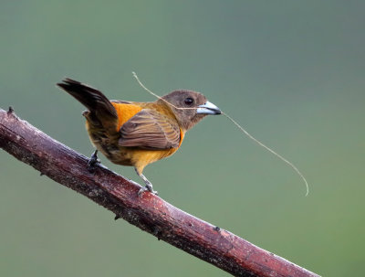 Scarlet-rumped Tanager - Ramphocelus passerinii