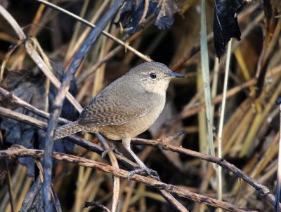 House Wren - Troglodytes aedon