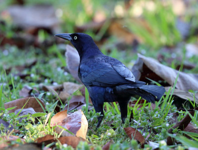 Great-tailed Grackle - Quiscalus mexicanus