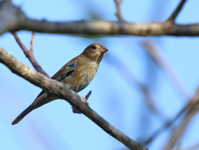 Indigo Bunting - Passerina cyanea