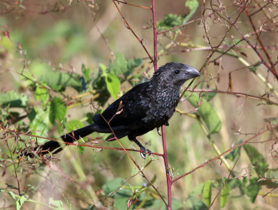 Smooth-billed Ani - Crotophaga ani