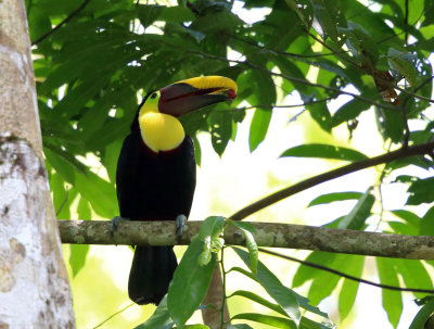 Yellow-throated Toucan - Ramphastos ambiguus