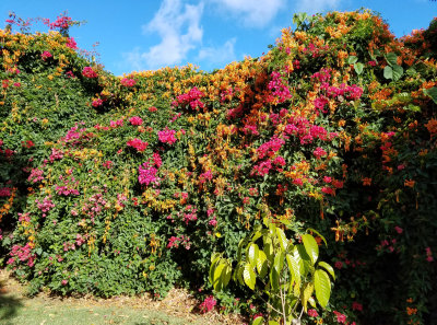 Flowery wall at hotel grounds