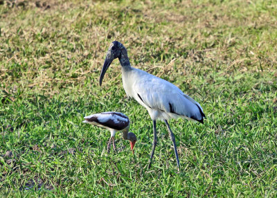 Wood Stork & immature White Ibis