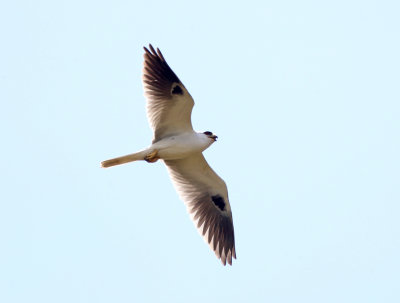 White-tailed Kite - Elanus leucurus