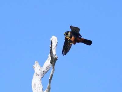 Bat Falcon - Falco rufigularis